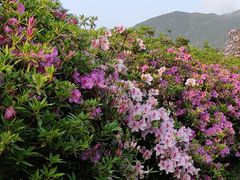 -梧桐山风景名胜区