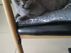 -平行世界·猫咖(首经贸店)