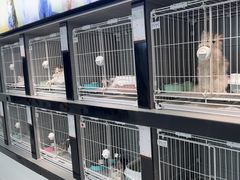-翊宠yipet猫狗购宠庄园