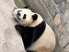 -上海野生动物园