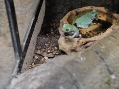 -帕帕拉兹宠物(亚洲旗舰店)