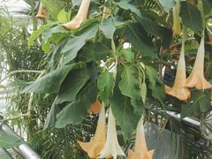 -北京植物园-展览温室