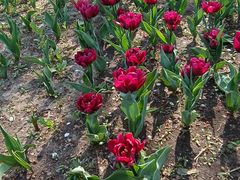 -长春公园(普阳街道)