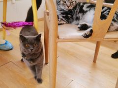 -猫咪派对(江南西店)