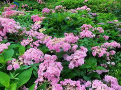 -上海共青森林公园