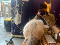 -喵屿·大理花园猫咖