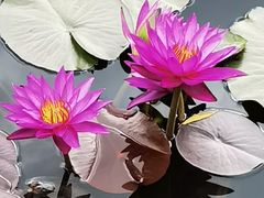 -国家植物园南园