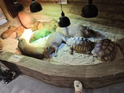 -Zoolung Zoolung动物主题公园(海信广场店)