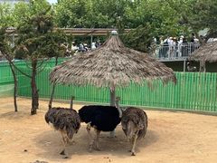 -西霞口神雕山野生动物世界