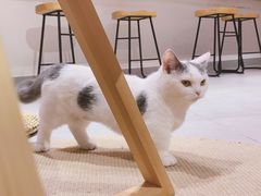-Heymao猫咖.咖啡厅(东门店)