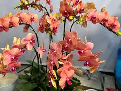 -双季花艺园艺市场(浦东店)