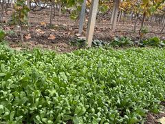 -马陆小张葡萄园农家乐