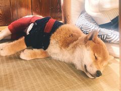 -逗柴咖啡屋·狗咖猫咖宠物桌游
