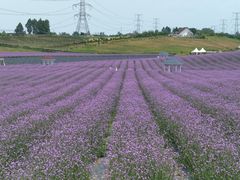 -紫颐香薰山谷景区