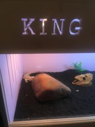 -椿树下·Tattoo纹身工作室