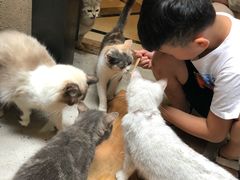 -猫色咖啡·猫咖