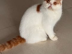 -安安宠医宠物医院·异宠·犬猫内科(岳阳分院)