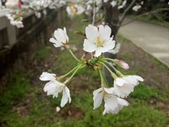 -武汉大学-樱园