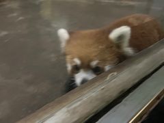 -柳州市动物园
