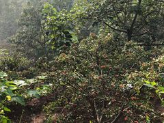 -井塘古村