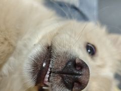 -博特宠物医院24h犬猫全科.骨科·异宠