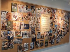 -翊宠yipet猫狗购宠庄园犬舍•猫舍