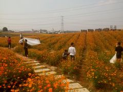 -紫颐香薰山谷景区