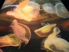 -青岛海底世界-水族馆