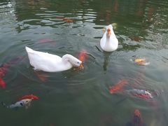 -祝家花園(伯渎港店)