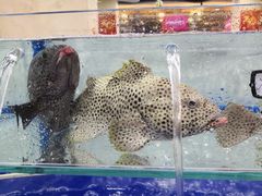 -东江海鲜酒家(艺都分店)