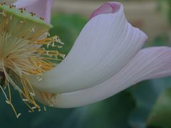 -顾村公园