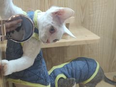 -山宅一喵德文卷毛猫舍