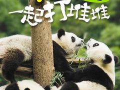 -都江堰中华大熊猫苑