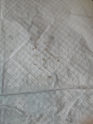 -初妈上门催乳通乳产后恢复(江北店)