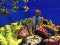 -上海海洋水族馆