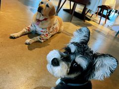 -百好乐宠物友好餐厅(朝外大街店)