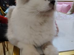 -Sweet cat·星愿猫咖(国贸大厦店)