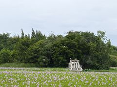 -白鹭湾湿地公园
