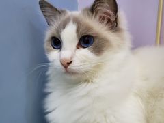 -喵的天空名猫咖啡馆·撸猫·猫舍·用品