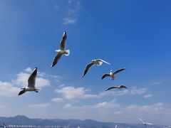 -海埂大坝