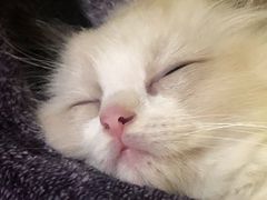 -糯米喵星人总部直营旗舰店·猫舍·幼猫出售