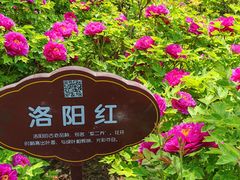 -洛阳市牡丹公园