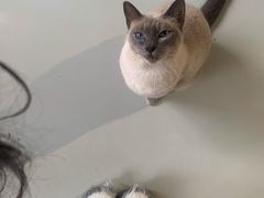 -豆逗聊愈猫阁Easy Life