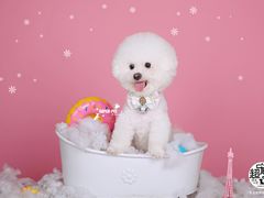 -超宠爱宠物摄影-Super pet