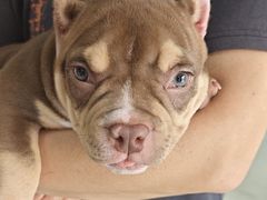 -瑞派福兴宠物医院犬猫全科·骨科·中西医结合(河东店)