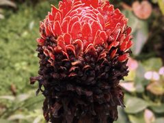 -中国科学院西双版纳热带植物园