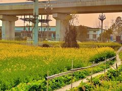 -西京湾花海