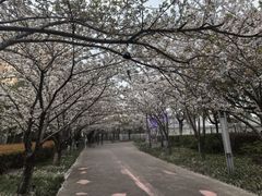 -高东镇樱花园