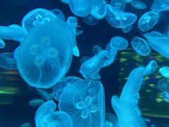 -上海海昌海洋公园