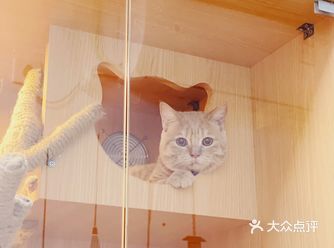公猫绝育必看！新手赶紧马起来！